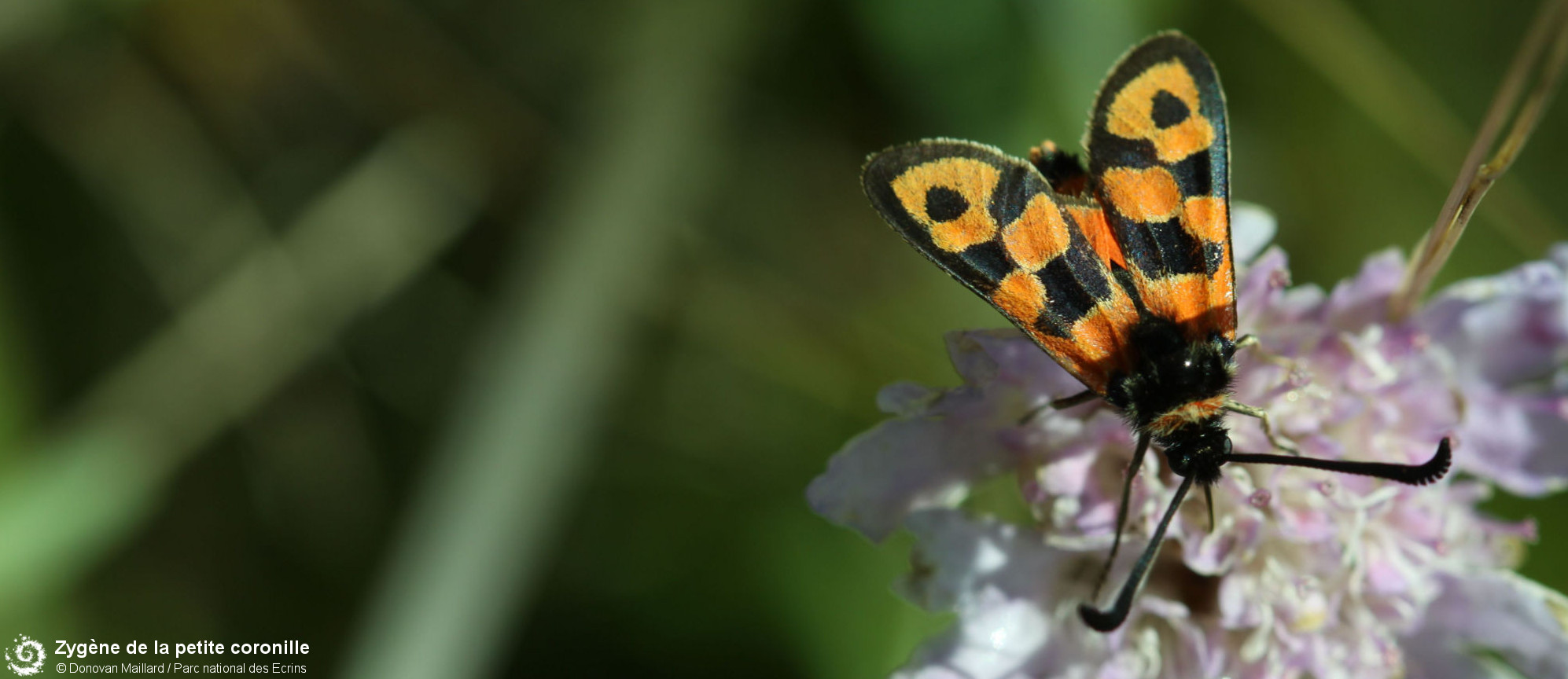 Atlas de la biodiversite dans et autour du site de Cadarache